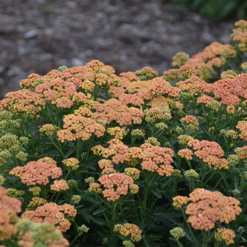 Achillea ‘Firefly Peach Sky’ – Yarrow