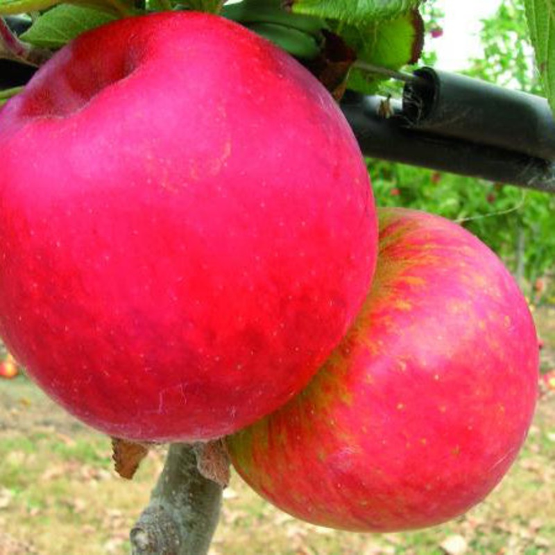 Apple Autento (Delcoros**)