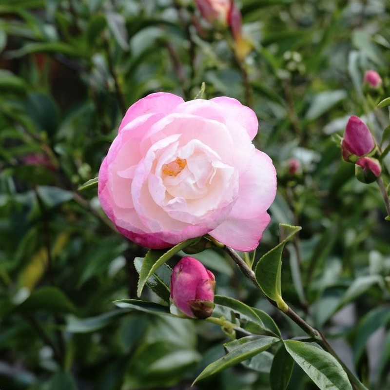 Camellia Paradise Pearl – 1.5L