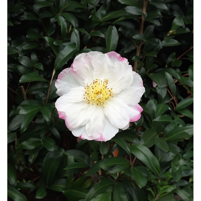 Camellia Sasanqua Paradise Vanessa – 1.5L