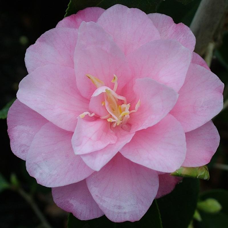 Camellia Spring Festival – 4.7L