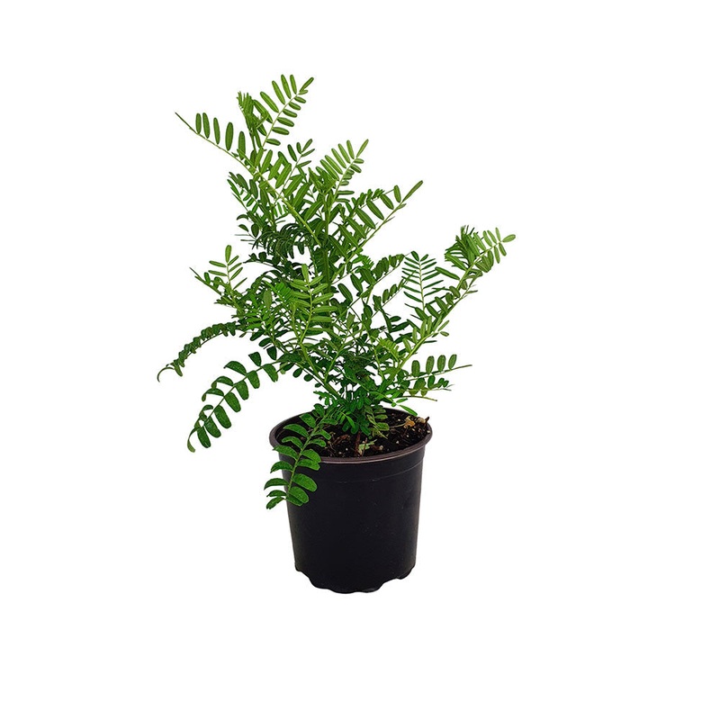 Clianthus Maximus – 1.5L