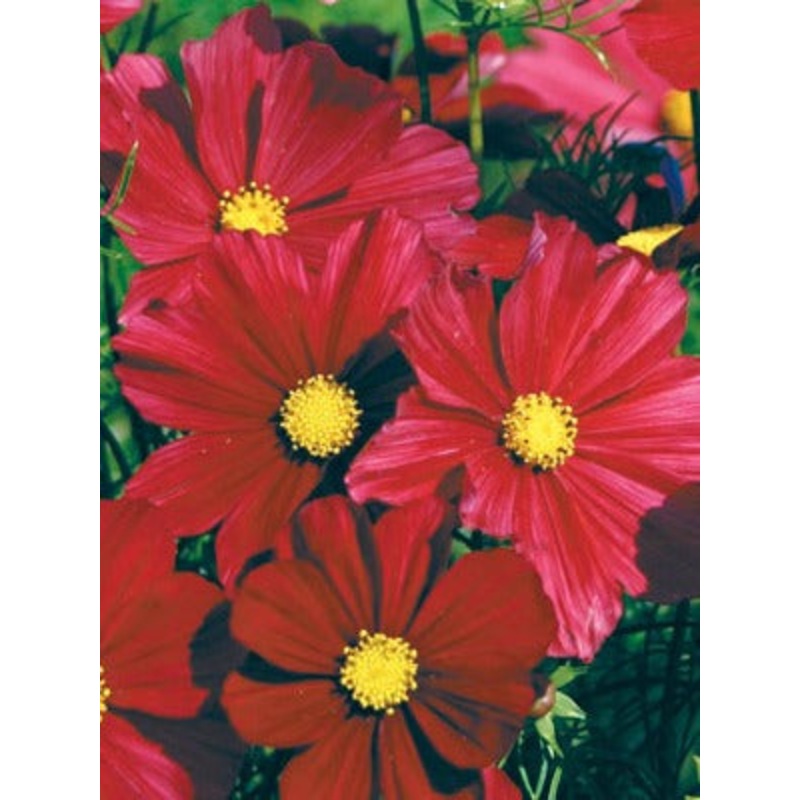 Cosmos ‘Rubenza’