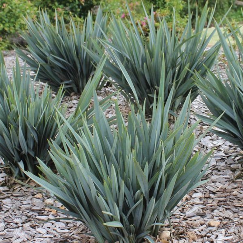Dianella Clarity Blue – 1.9L