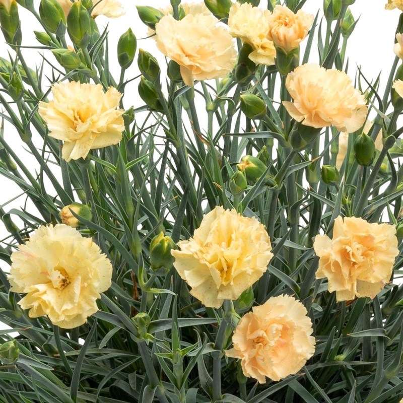 Dianthus ‘Hello Yellow’