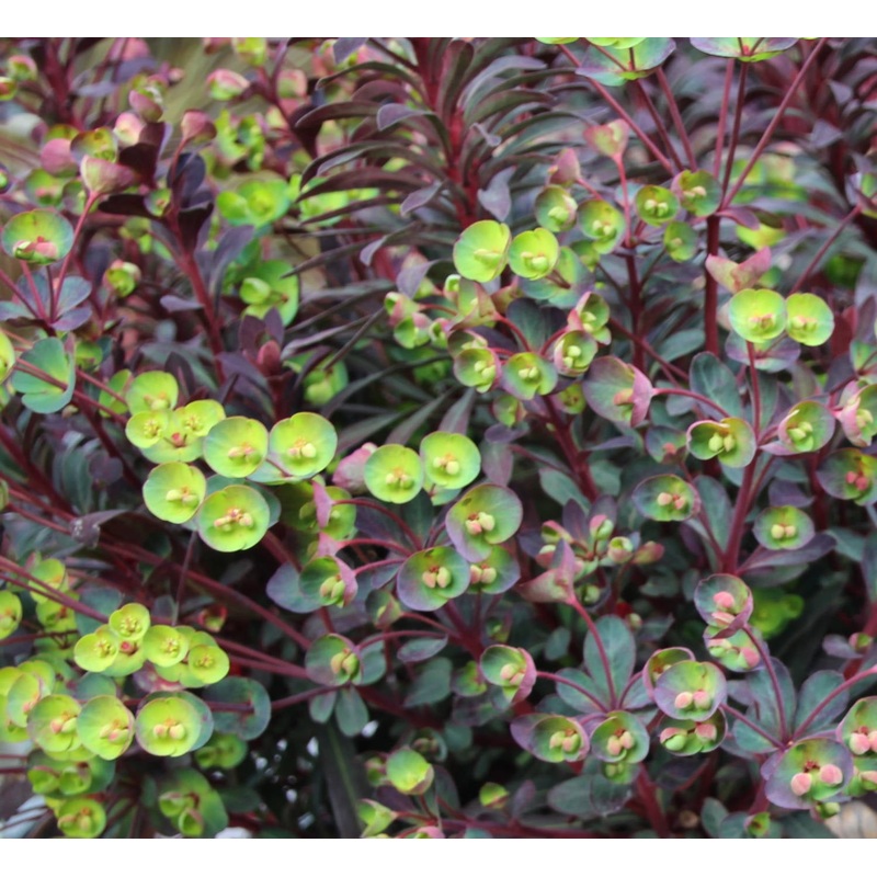 Euphorbia ‘Miner’s Merlot’