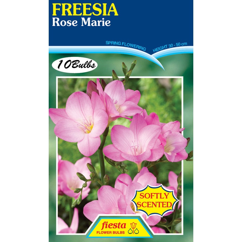 Freesia Rose Marie 10PK