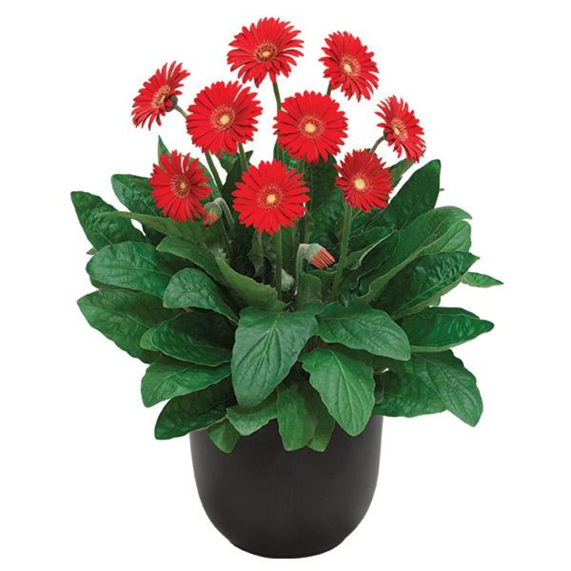 Gerbera Garvinea Sweet Love – 1.5L