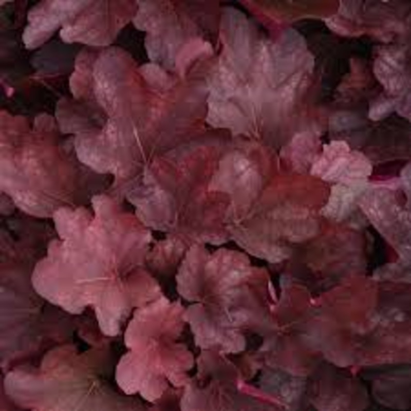Heuchera carn. ‘Cinnamon Stick’