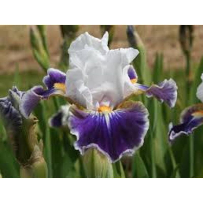 Iris ‘Dazzling’ – Bearded Iris