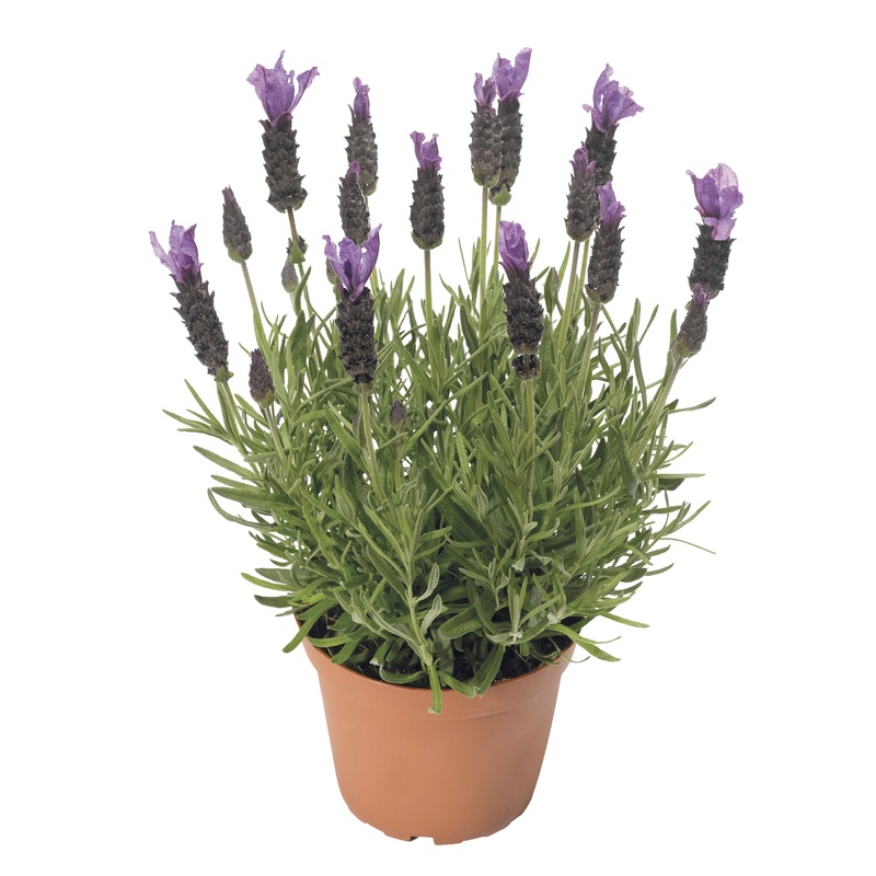 Lavender Javelin Deep Purple – 1.5L