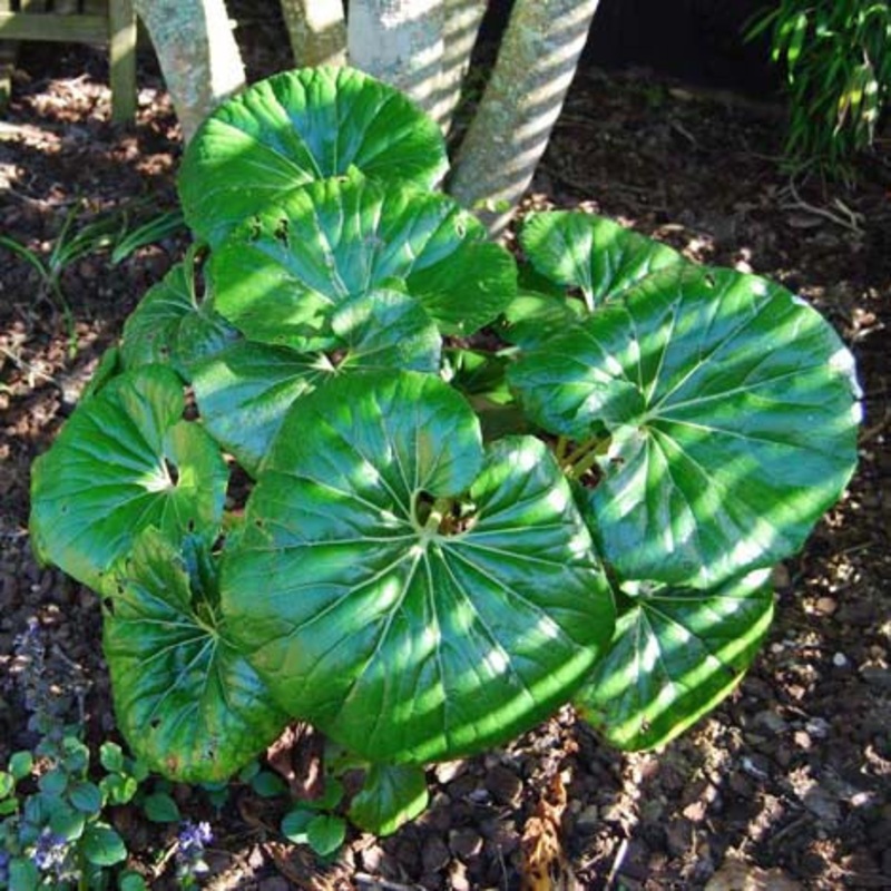 Ligularia Reniformis – 1.5L