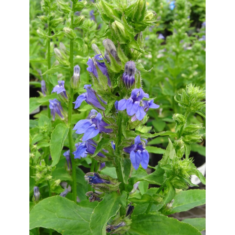 Lobelia siph. ‘Blue Selection’