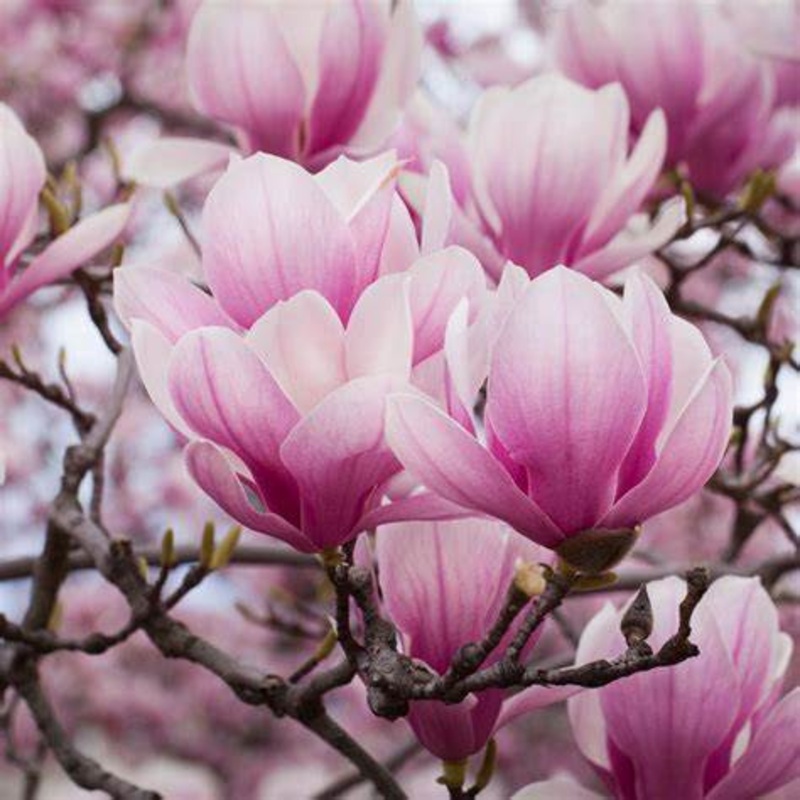 Magnolia x soulangeana – Saucer Magnolia