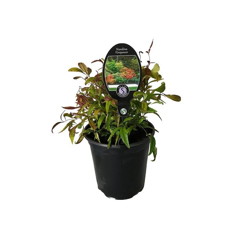 Nandina Firepower – 3.5L