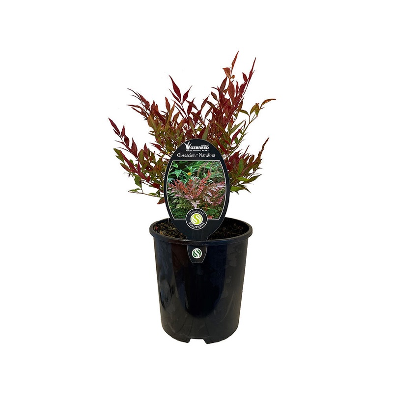 Nandina Obsession – 1.9L