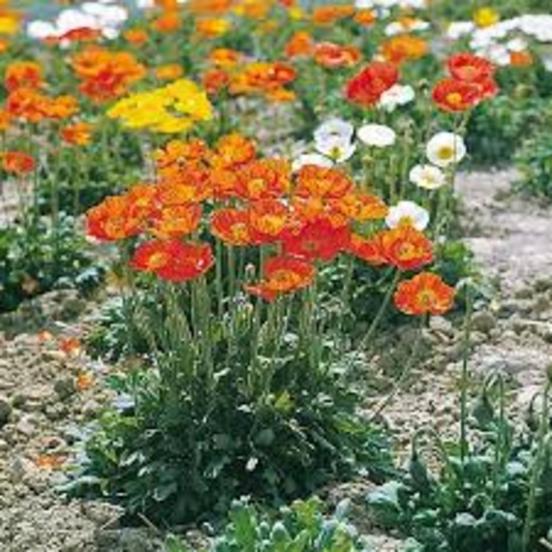 Papaver ‘Garden Gnome’