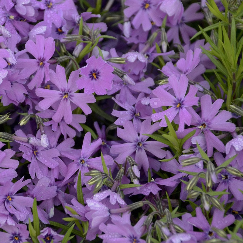Phlox sub. ‘Purple Beauty’