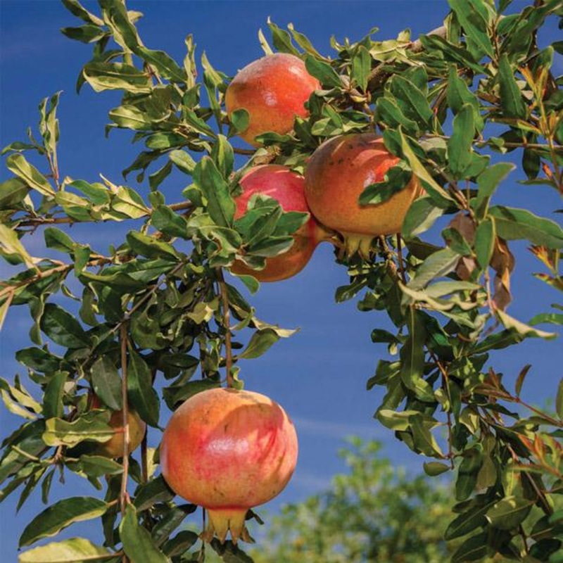Pomegranate Eversweet – 3L