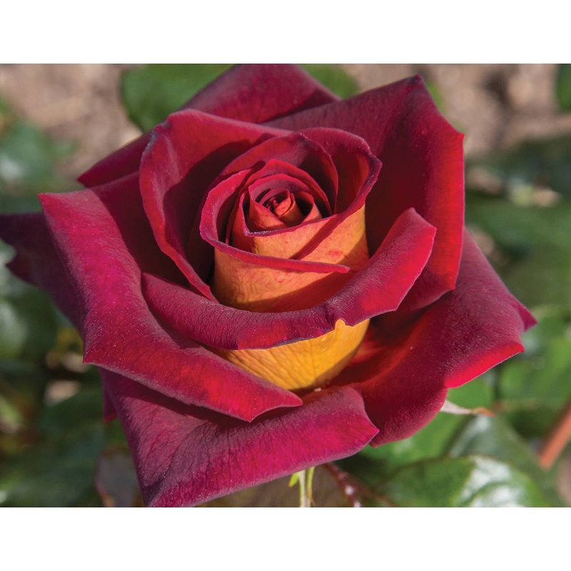 Rosa ‘Dark Night’ – Shrub Rose