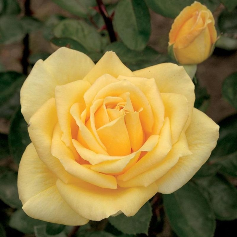Rosa ‘Oregold’ – Shrub Rose