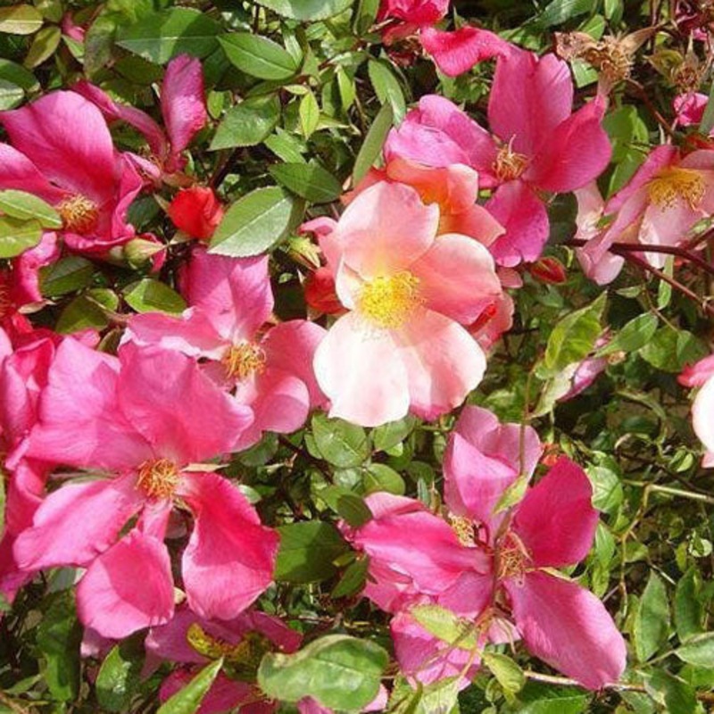 Rose ‘Mutabilis’ – 2.5L