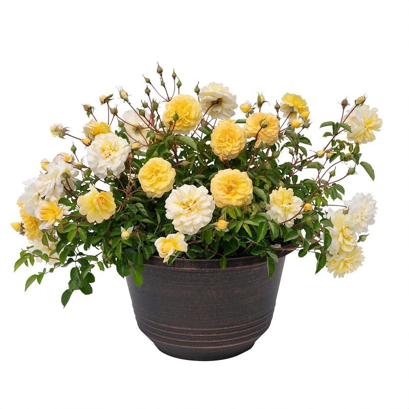 Scentifall Rose Lemon – 2.5L