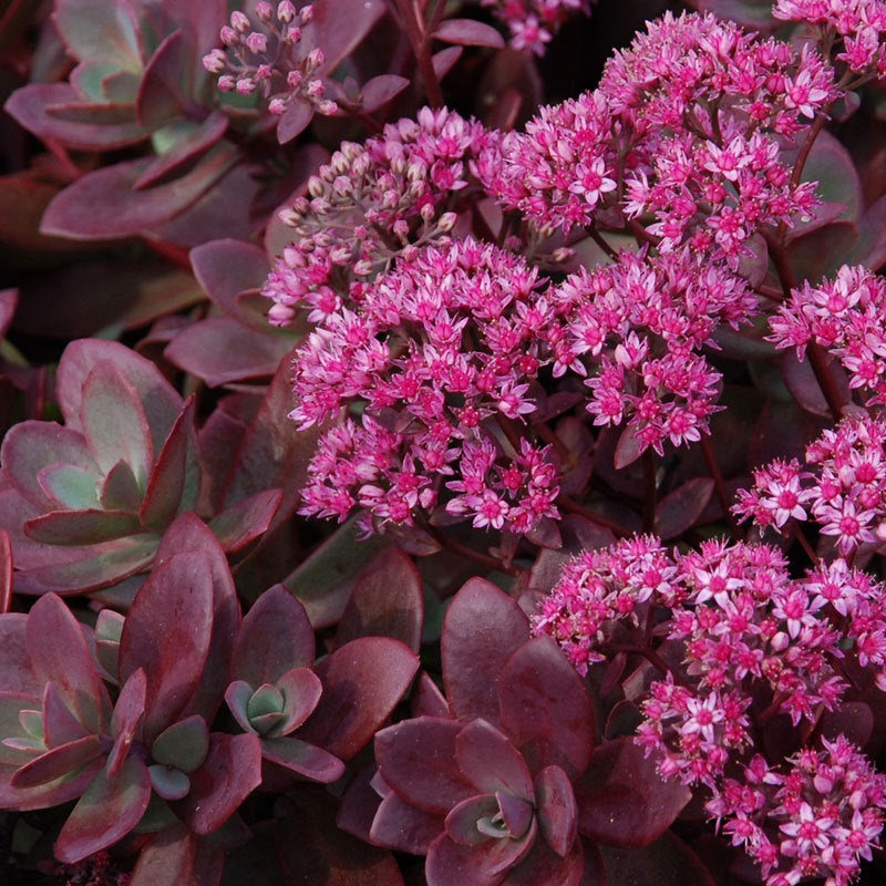 Sedum ‘Firecracker’
