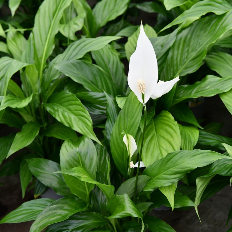 Spathiphyllum Sebastiano – 17CM