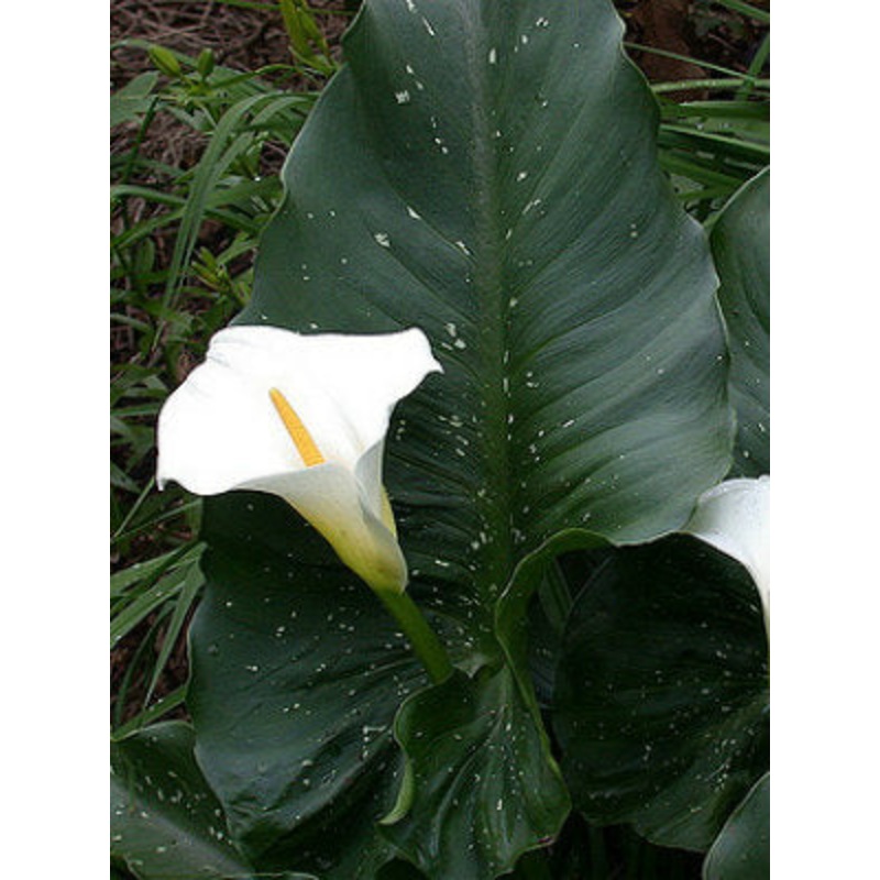 Zantedeshia ‘White Giant’
